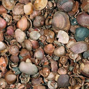 Schelpen Schoongewassen 3-20mm mini bag 350 kg Tuinvisie